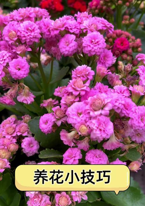 养花新手需要掌握哪些经验和技巧？