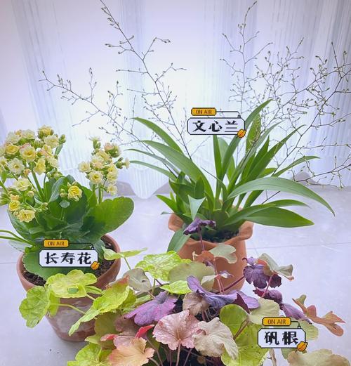 养花新手需要掌握哪些经验和技巧？