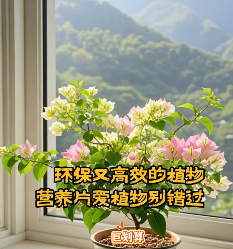养花新手需要掌握哪些经验和技巧？