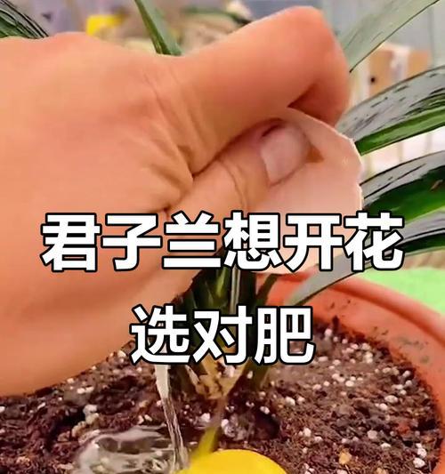 君子兰应该撒什么肥料？如何选择合适的肥料种类？