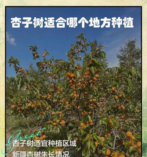杏树的最佳播种时间是什么时候？