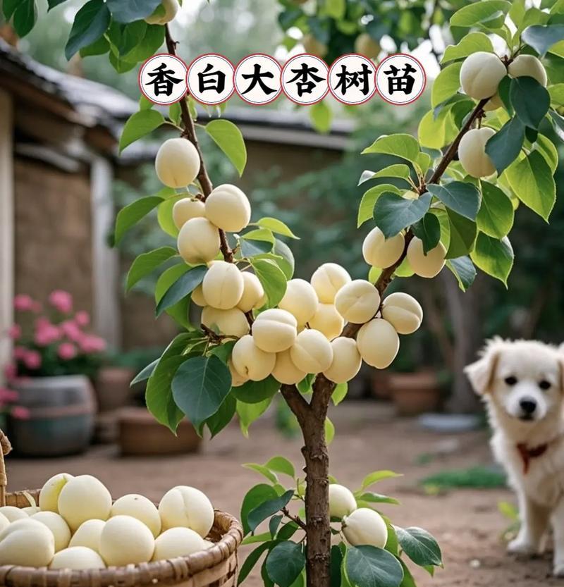 杏树的最佳播种时间是什么时候？
