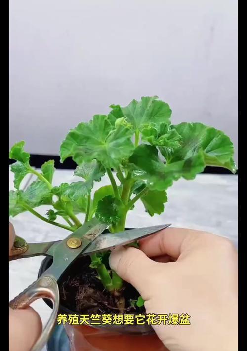 天竺葵水养怎么生根快？加速生根的技巧有哪些？