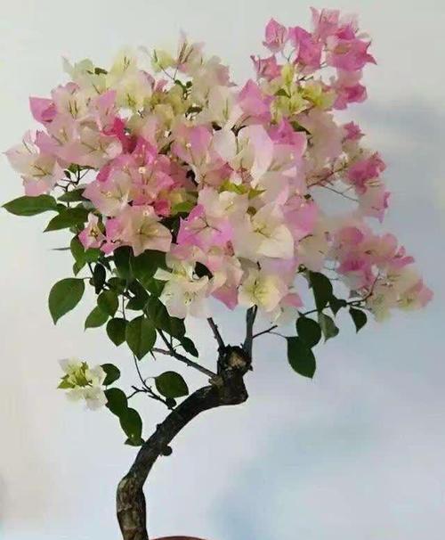 三角梅如何插多色花？