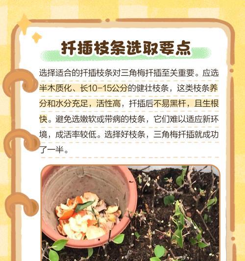 三角梅如何插多色花？