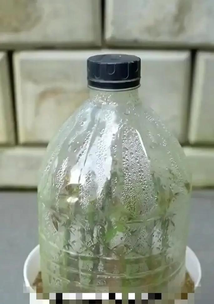 实用扦插月季怎么养护好？扦插月季的正确方法是什么？