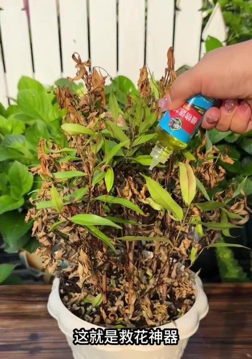 夏季移植月季叶子发黄？如何处理和预防？