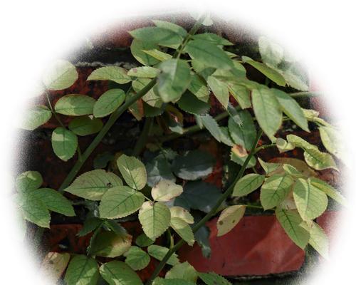 夏季移植月季叶子发黄？如何处理和预防？