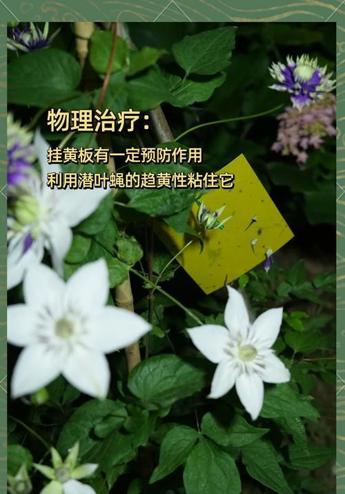 铁线莲根部枝干发黄是什么原因？