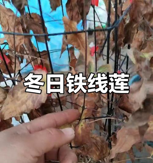 铁线莲根部枝干发黄是什么原因？