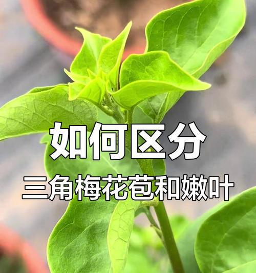 三角梅肥害会有什么影响？如何避免和处理三角梅的肥害？