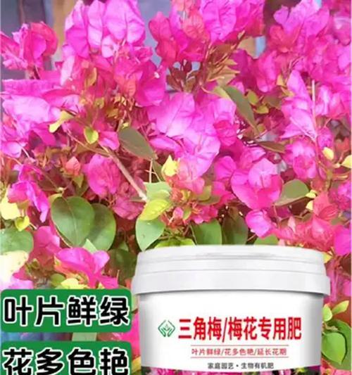 三角梅肥害会有什么影响？如何避免和处理三角梅的肥害？