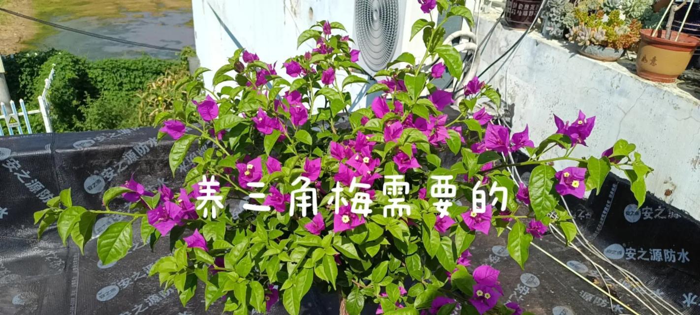 三角梅肥害会有什么影响？如何避免和处理三角梅的肥害？
