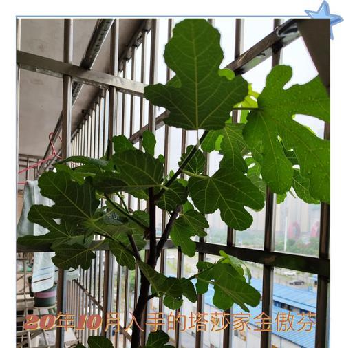自制无花果树肥料的方法是什么？