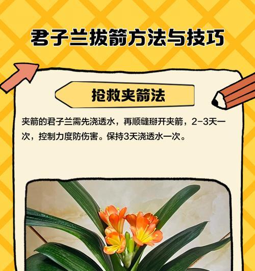 君子兰冒出花箭子时应该怎么办？
