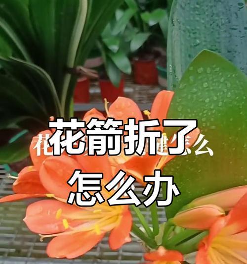 君子兰冒出花箭子时应该怎么办？