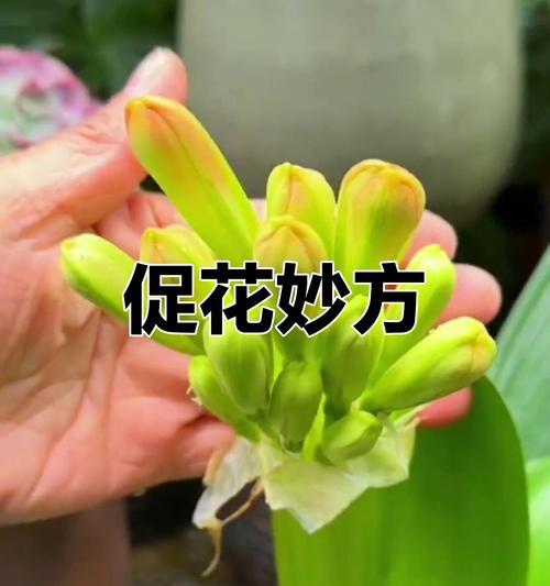 君子兰冒出花箭子时应该怎么办？