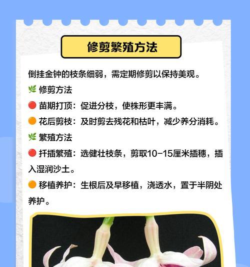 倒挂盆景怎么种植的呢？有哪些特别的种植技巧？