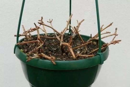倒挂盆景怎么种植的呢？有哪些特别的种植技巧？