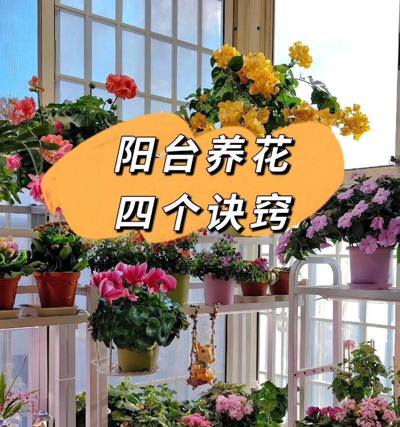 阳台外适合种植哪些花卉？