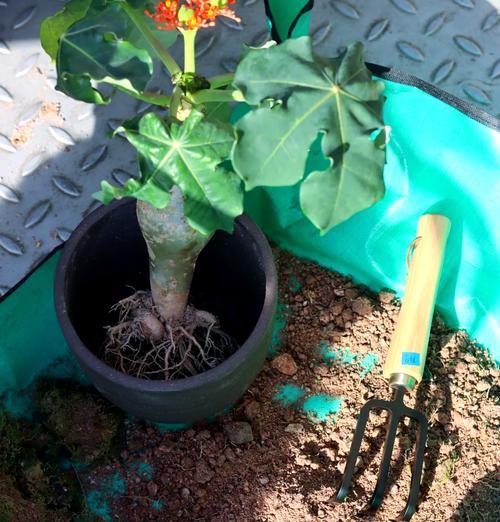 盆景苔藓粉的正确使用方法是什么？