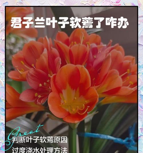 君子兰为何受领导青睐的原因是什么？