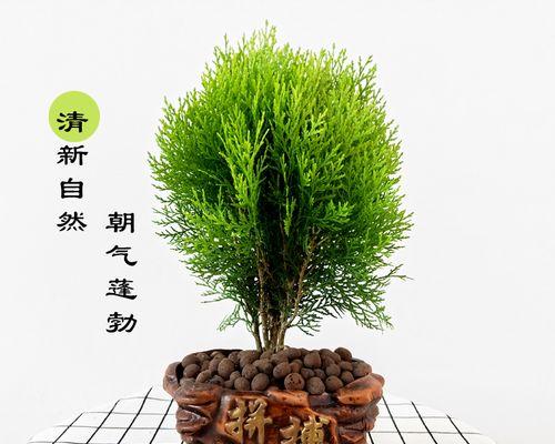 侧柏小老桩盆景的正确养护方法是什么？