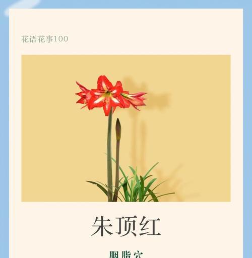 朱顶红切花什么时候开始剪？最佳剪切时间是什么时候？