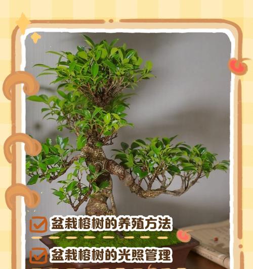 盆栽榕树正确浇水方法及频率？