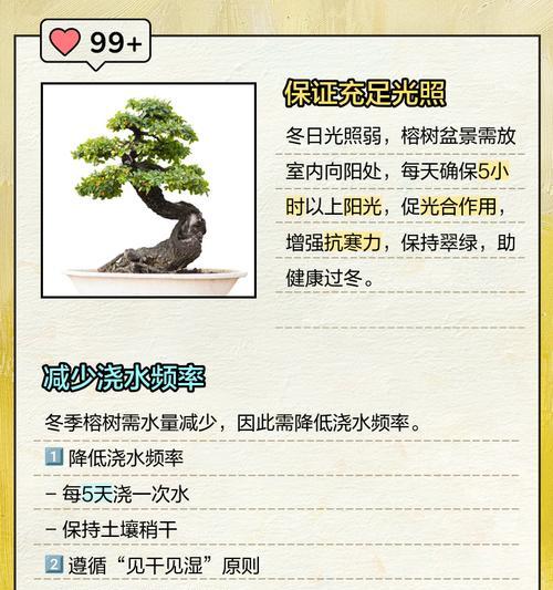盆栽榕树正确浇水方法及频率？