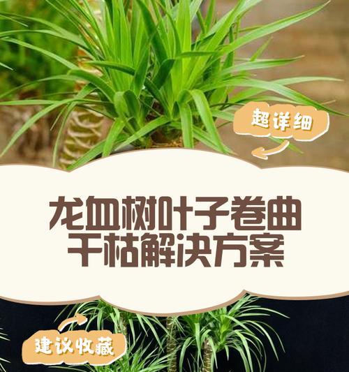 龙须树叶子发黄干枯的处理方法是什么？