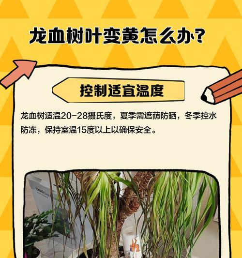 龙须树叶子发黄干枯的处理方法是什么？