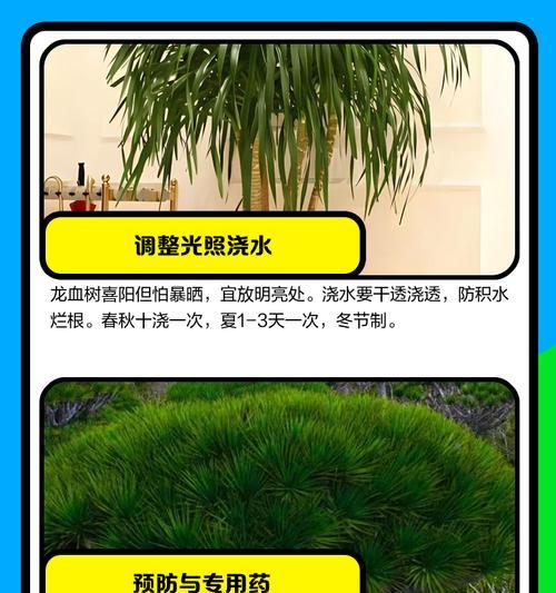龙须树叶子发黄干枯的处理方法是什么？