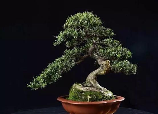 盆景福子的编辑方法是什么？如何打造完美的盆景福子？