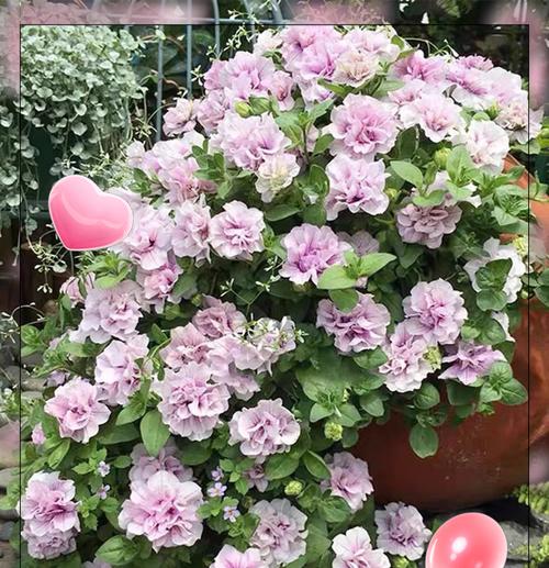 封闭阳台适合种植哪些草花？