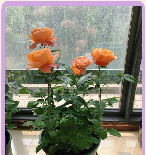 封闭阳台适合种植哪些草花？