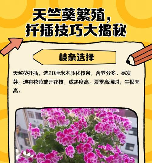 天竺葵扦插后如何保持高存活率？具体操作步骤是什么？