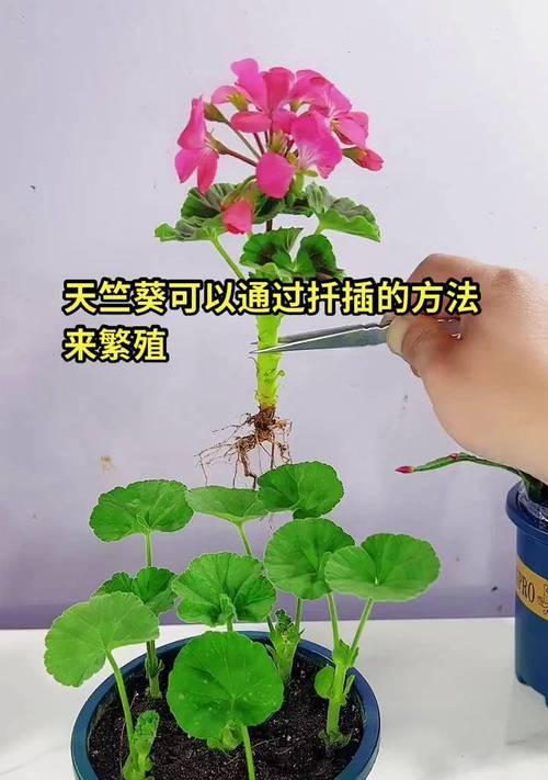 天竺葵扦插后如何保持高存活率？具体操作步骤是什么？