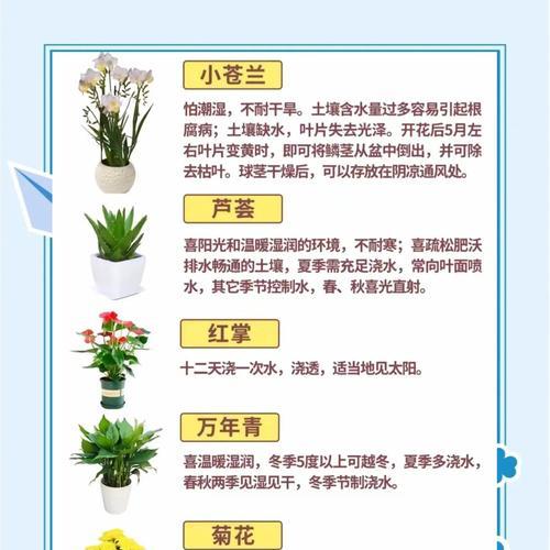 君子兰三棱柱养护技巧有哪些？