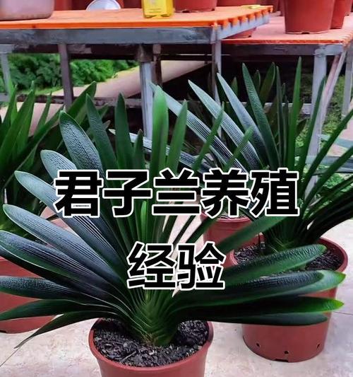 君子兰三棱柱养护技巧有哪些？