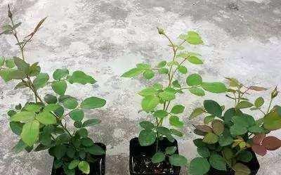 使用鸡粪种植月季的正确用量是多少？