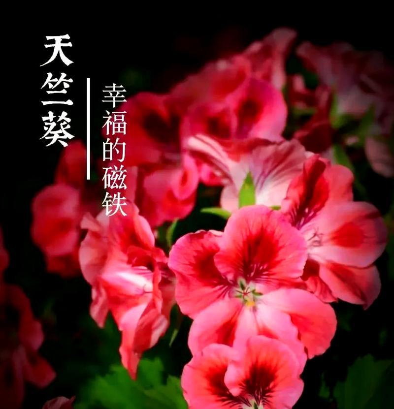 粉色天竺葵大花的养殖技巧有哪些？