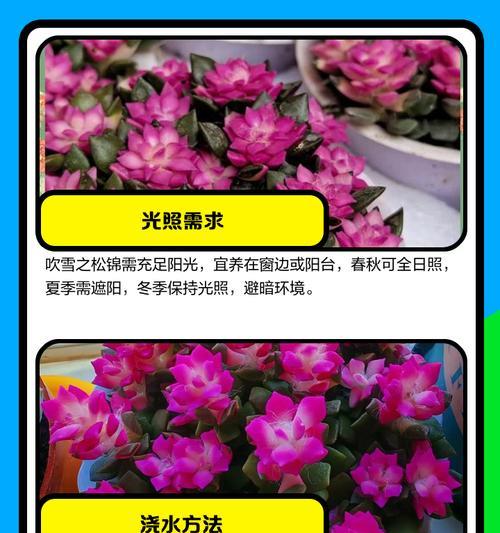 雪松叶子发黄干枯的救治方法是什么？如何恢复雪松的健康？
