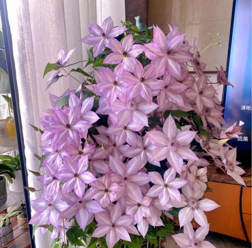 铁线莲粉色花苞出现异常怎么办？