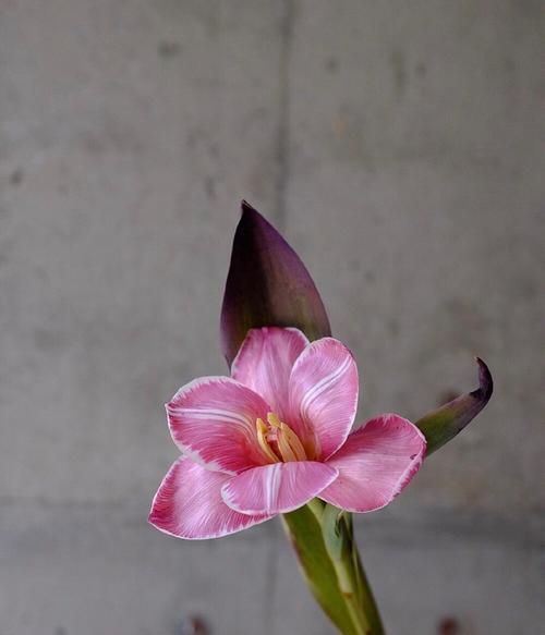 铁线莲粉色花苞出现异常怎么办？