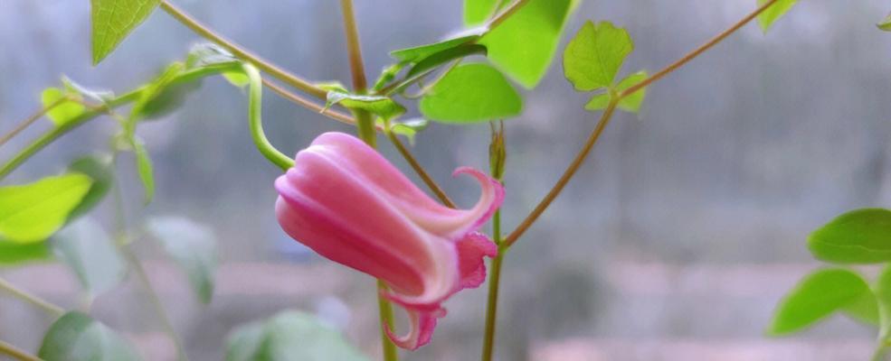 铁线莲粉色花苞出现异常怎么办？