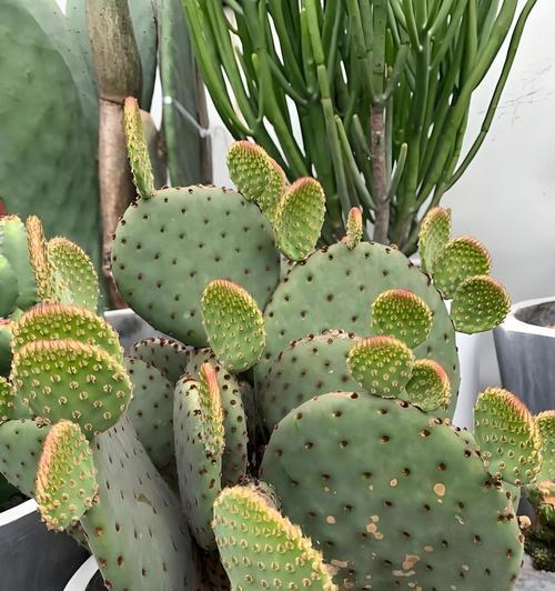 8月下旬北方适合观赏哪些植物？观赏植物推荐指南？