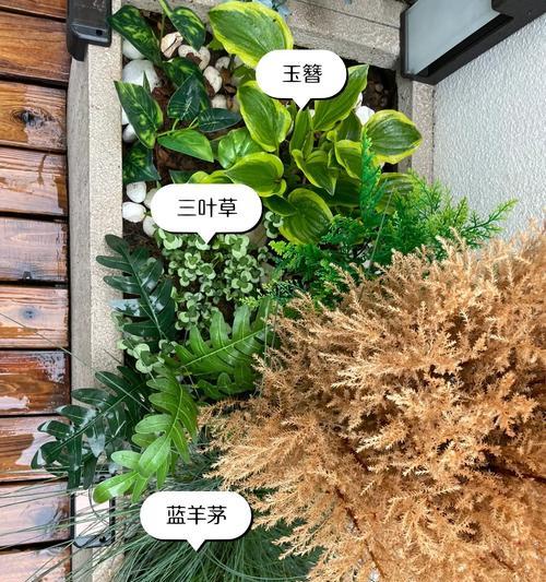8月下旬北方适合观赏哪些植物？观赏植物推荐指南？