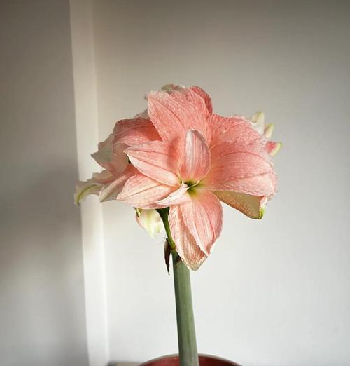 蒂卡帝国朱顶红还有哪些别称？