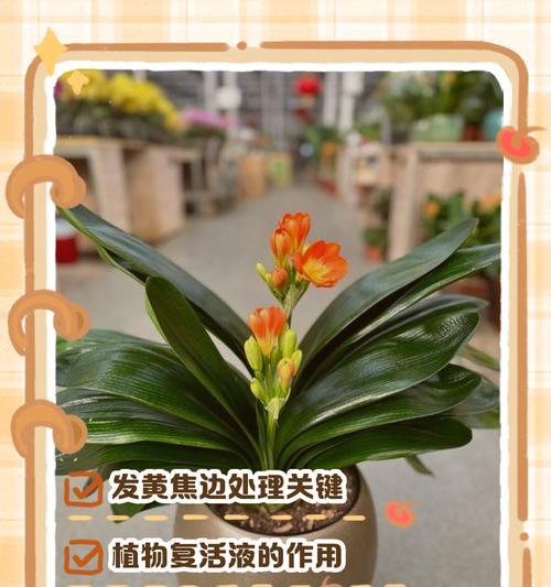 君子兰叶子生锈斑怎么回事？君子兰叶子生锈斑的原因及解决方法是什么？